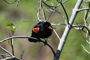 063 Blackbird, Red-winged, 2023-05129870 Broad Meadow Brook, MA